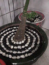 5lb Natural Polished Black River Rock Stones - Decorative Black Pebbles for Indoor Plants, Fish Tank Rocks, Vase Fillers and Fairy Garden. Aquarium Gravels for Turtle Frog Tank Outdoor Use