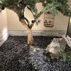 5lb Natural Polished Black River Rock Stones - Decorative Black Pebbles for Indoor Plants, Fish Tank Rocks, Vase Fillers and Fairy Garden. Aquarium Gravels for Turtle Frog Tank Outdoor Use