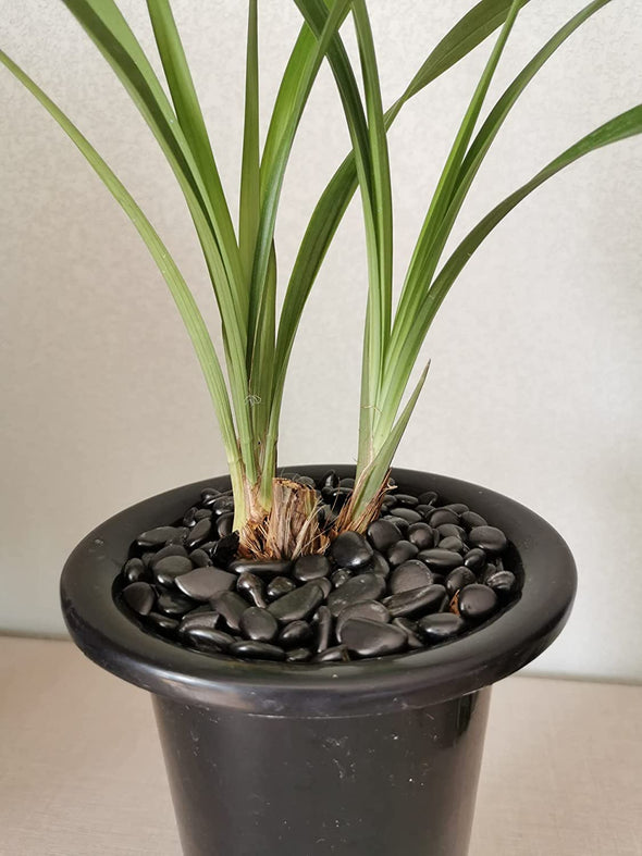 5lb Natural Polished Black River Rock Stones - Decorative Black Pebbles for Indoor Plants, Fish Tank Rocks, Vase Fillers and Fairy Garden. Aquarium Gravels for Turtle Frog Tank Outdoor Use